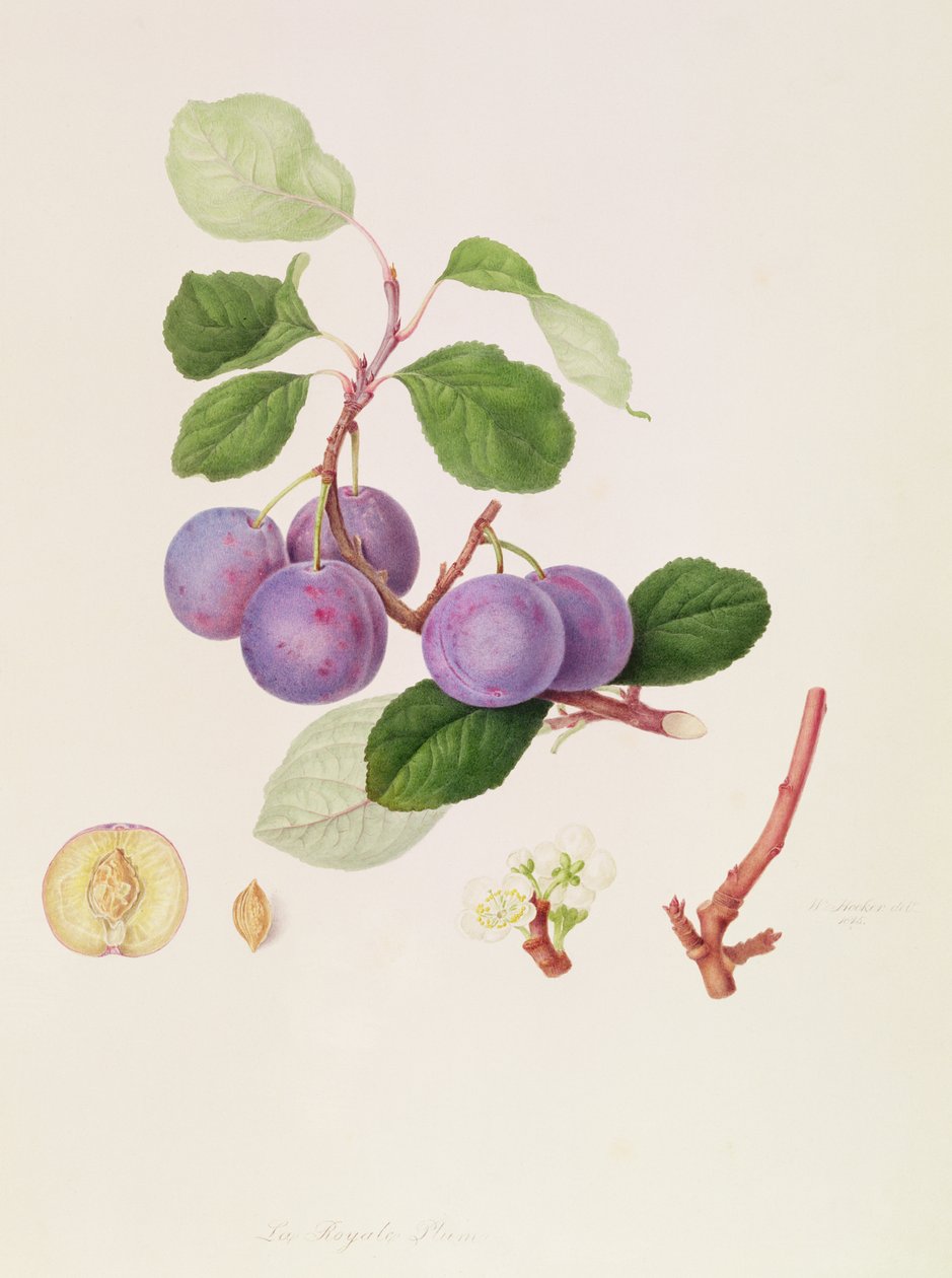 La Royale Plum, 1815 da William Hooker