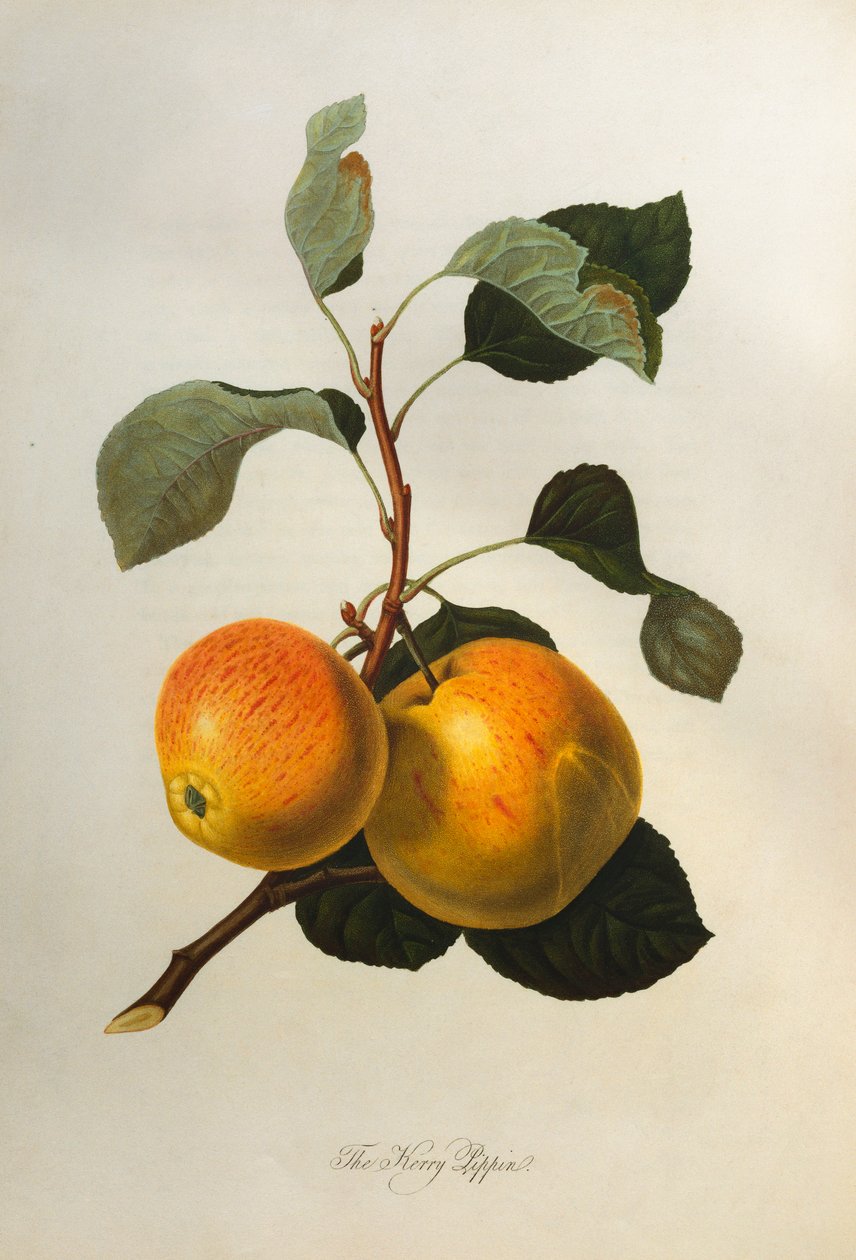 Il Kerry Pippin, da "Pomona Londinensis" da William Hooker