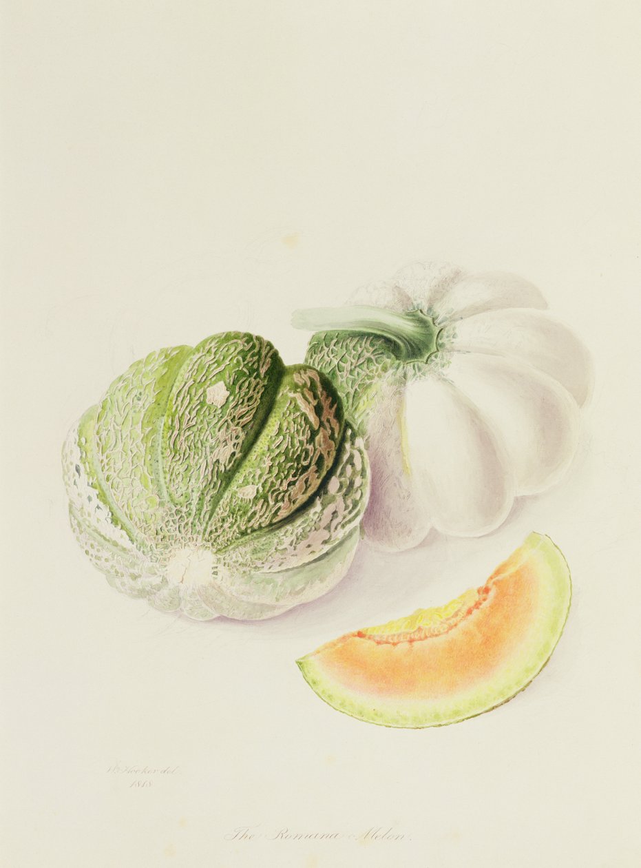 Il melone Romana, 1818 da William Hooker