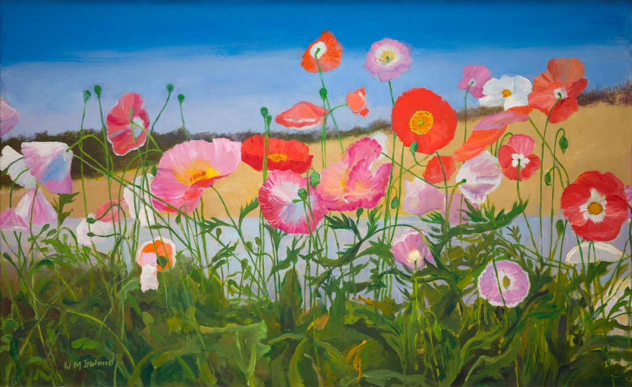 Papaveri da William Ireland