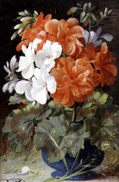 Pelargoni da William Jabez Muckley