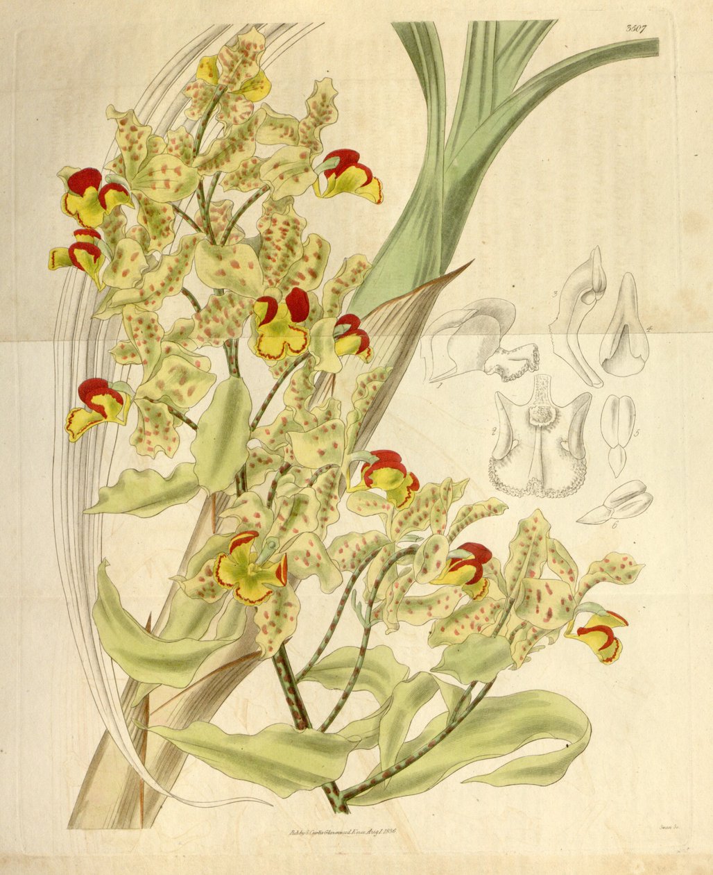 Cyrtopodium punctatum da William Jackson Hooker