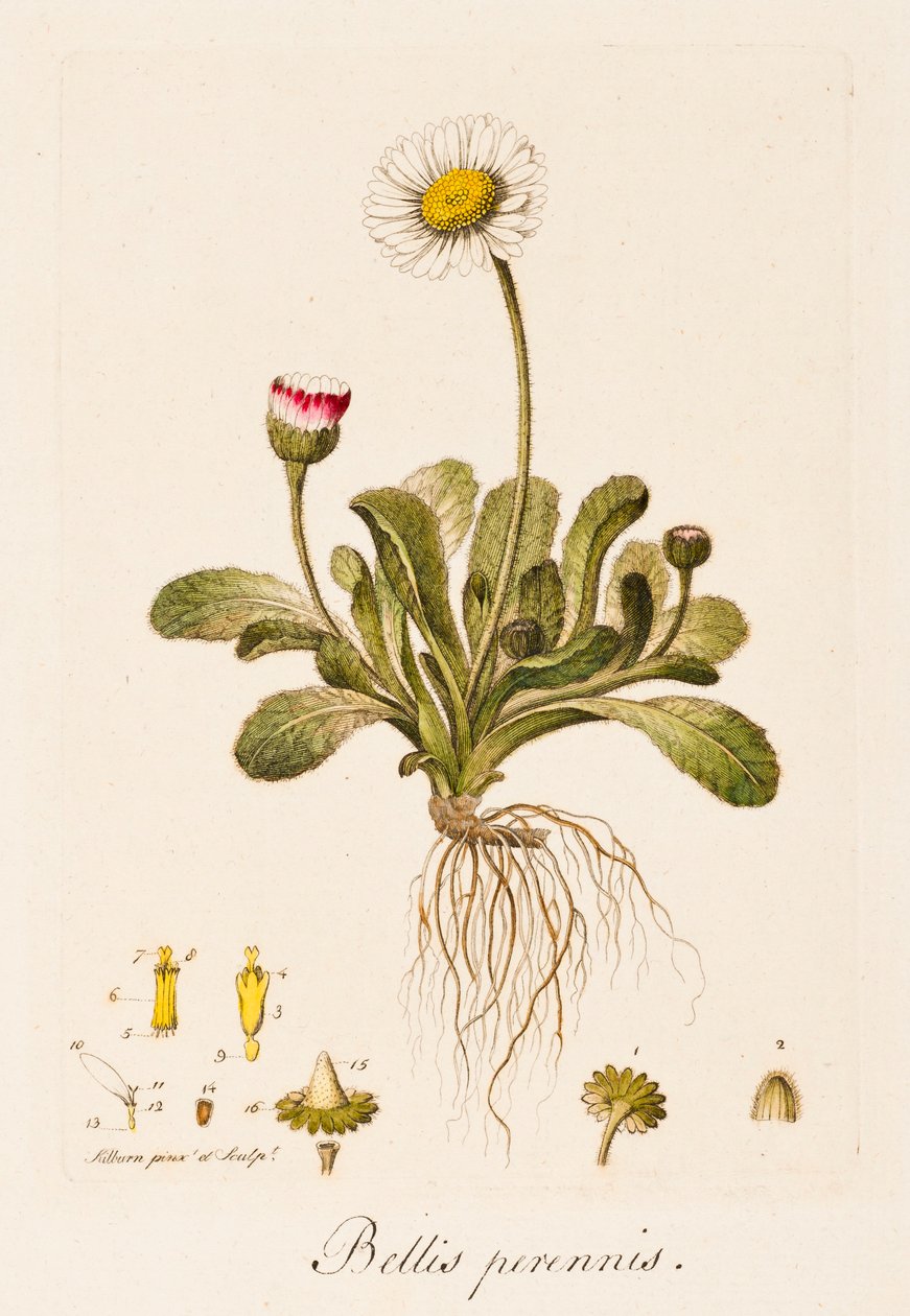 Bellis perennis, Margherita da William Kilburn