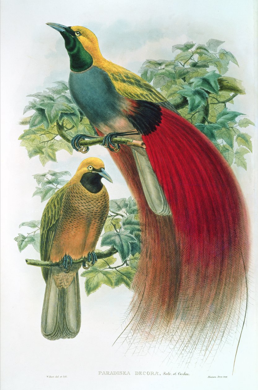 Paradisea Decora da William M. Hart