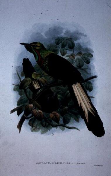 Astrapia Splendidissima da William Matthew Hart