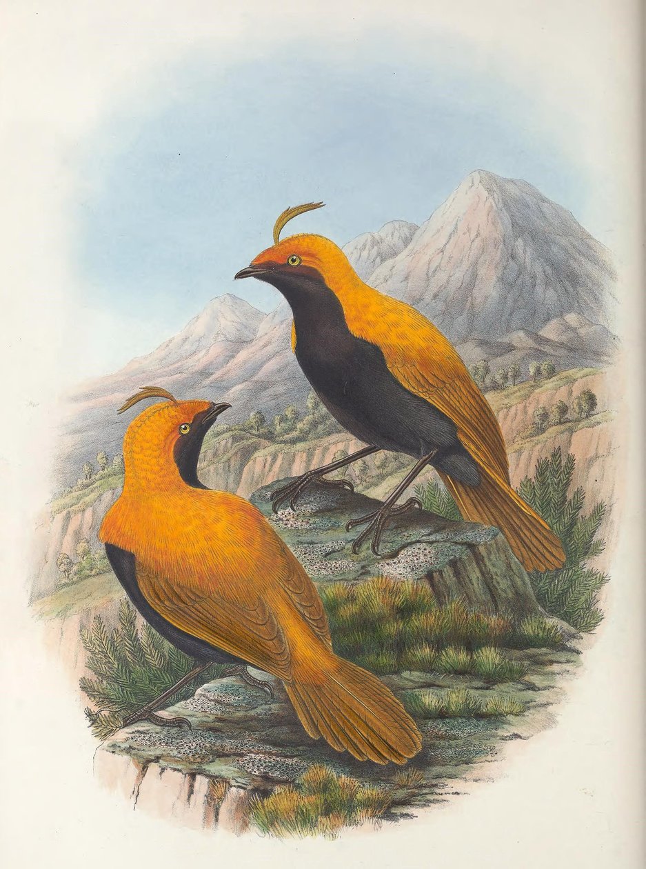 Hart Coltura di Cnemophilus macgregorii da William Matthew Hart