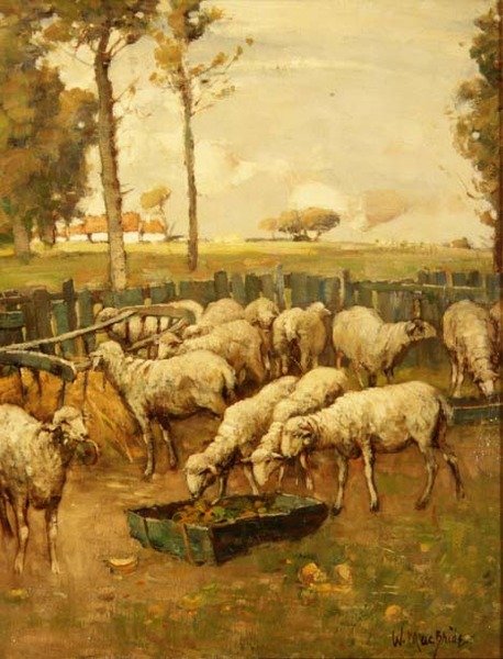 Il recinto delle pecore da William McBride
