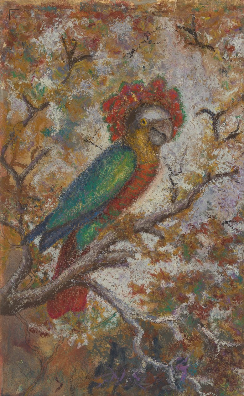 Pappagallo, 1909 da William N. Buckner