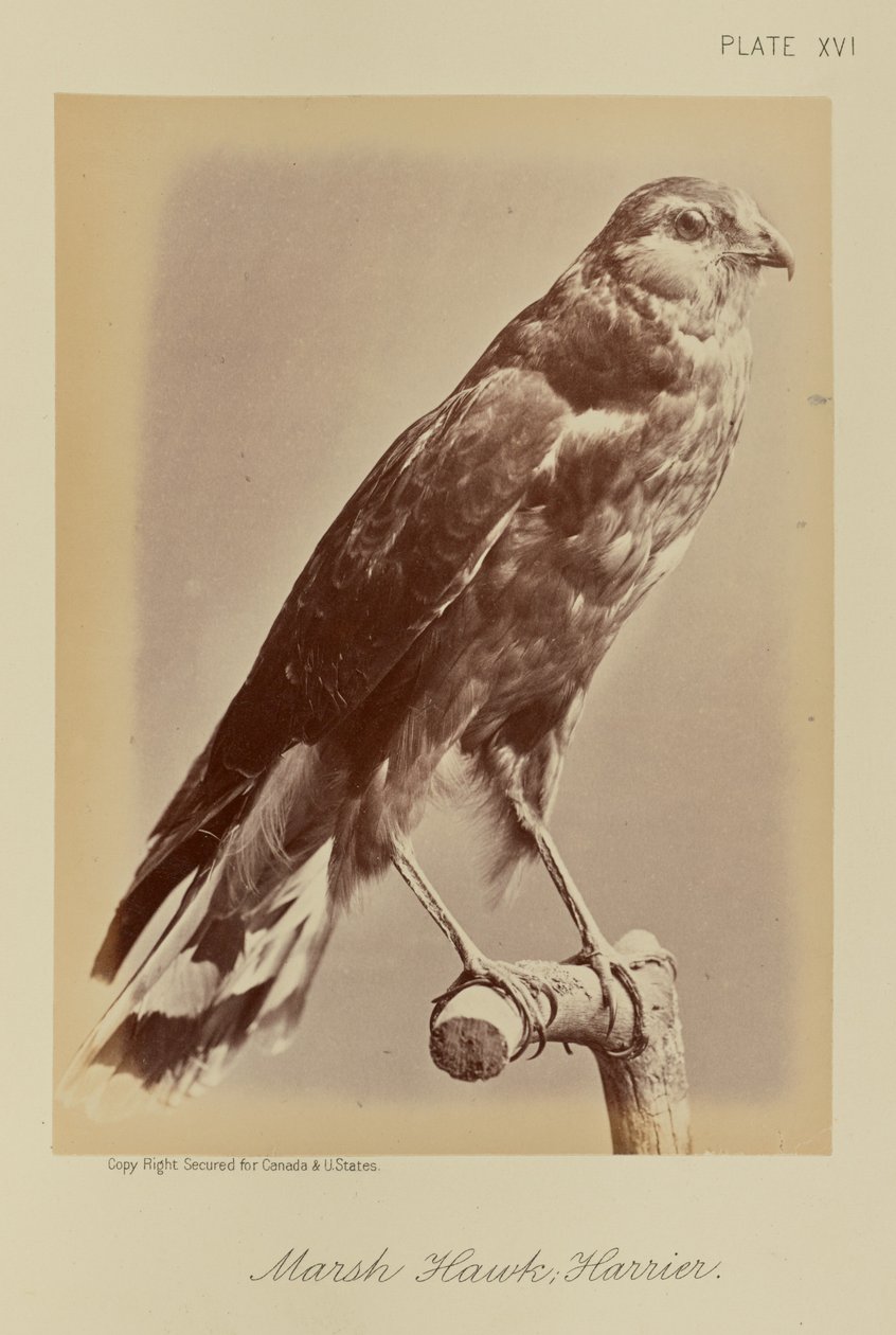 Falco di palude; Albanella reale da William Notman