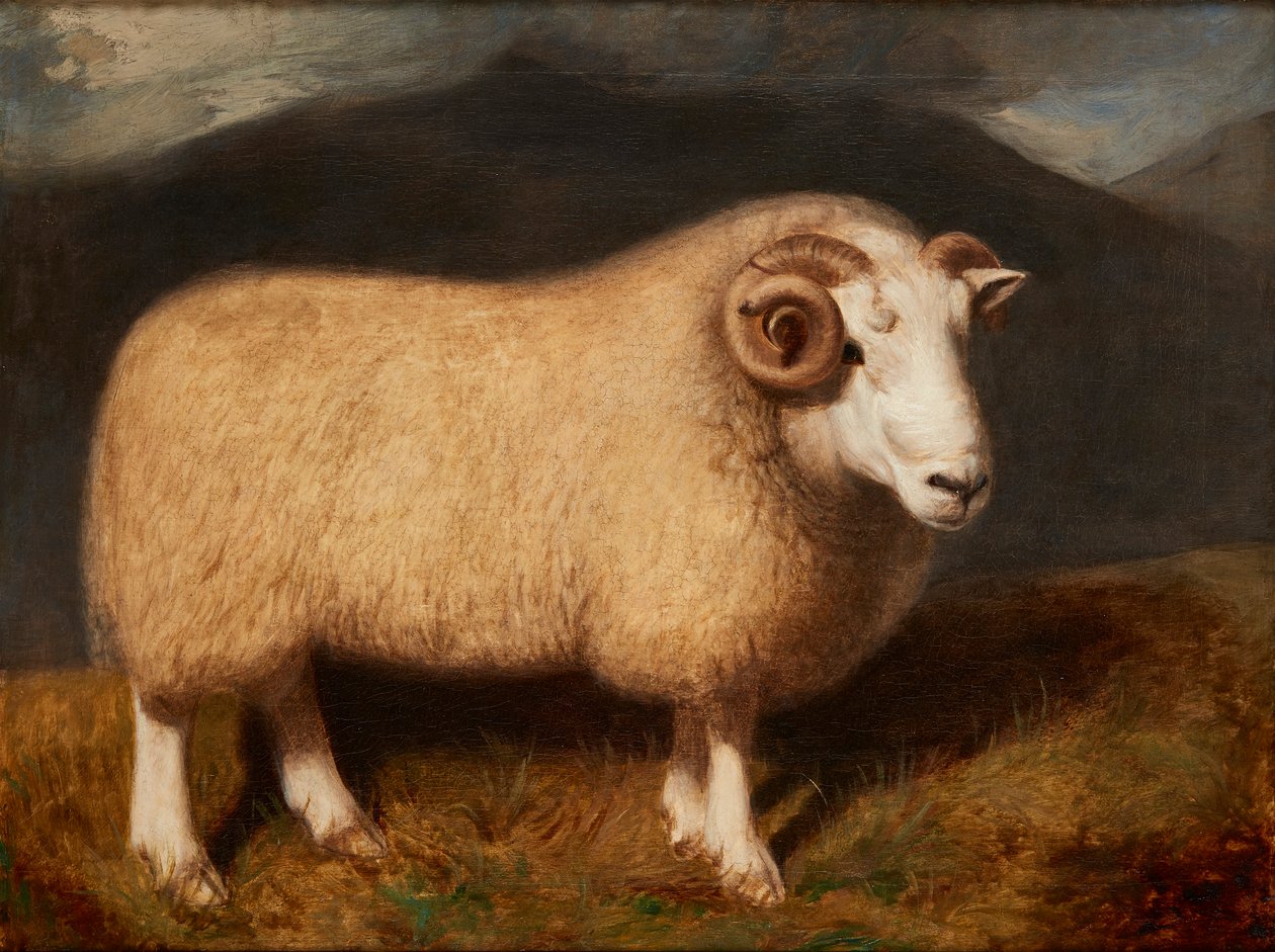 Ariete di Cheviot da William Shiels