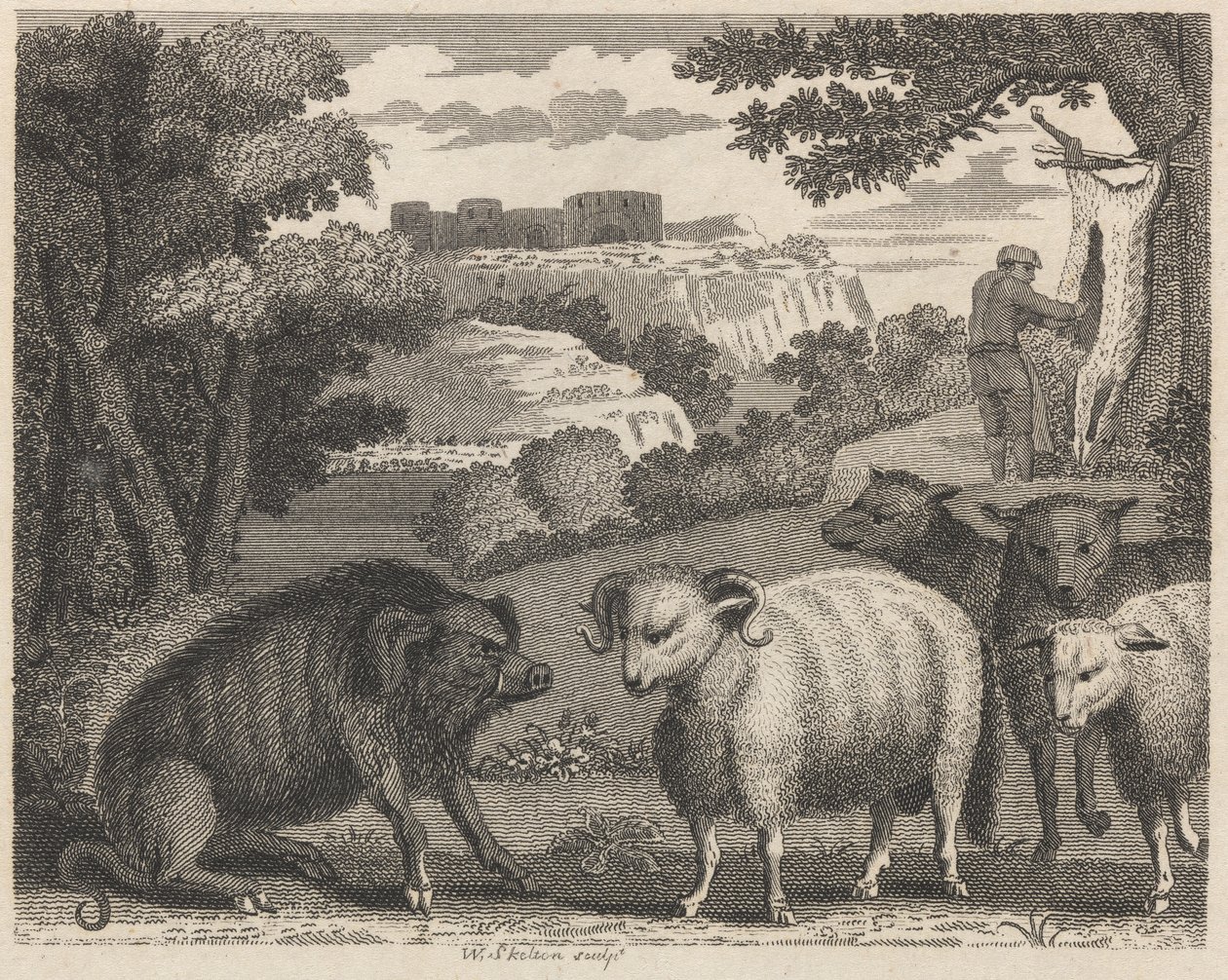 Il Cinghiale e l