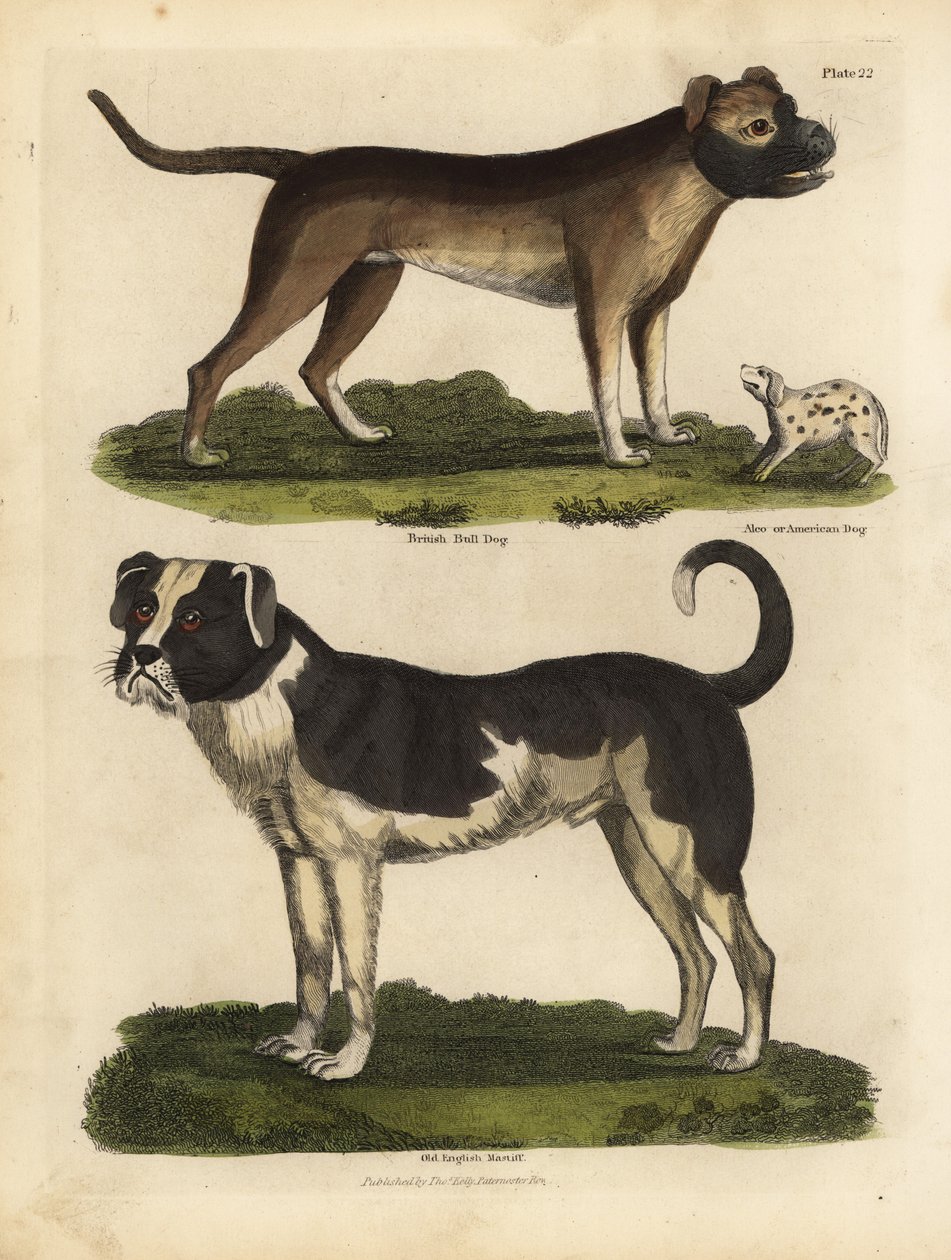 Razze di cani, Canis lupus familiaris da William Smellie