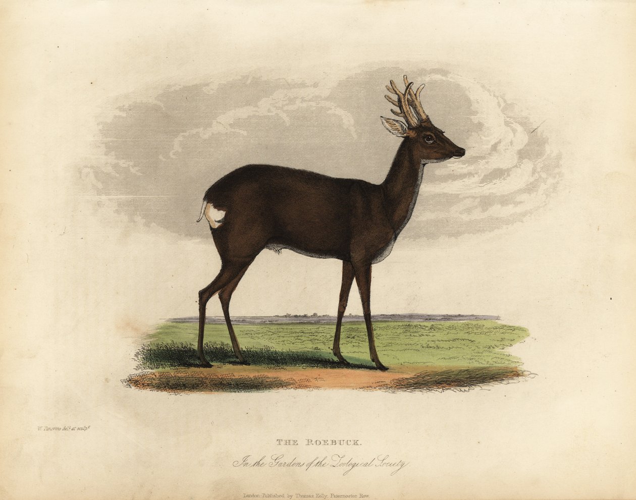 Capriolo europeo, Capreolus capreolus da William Smellie