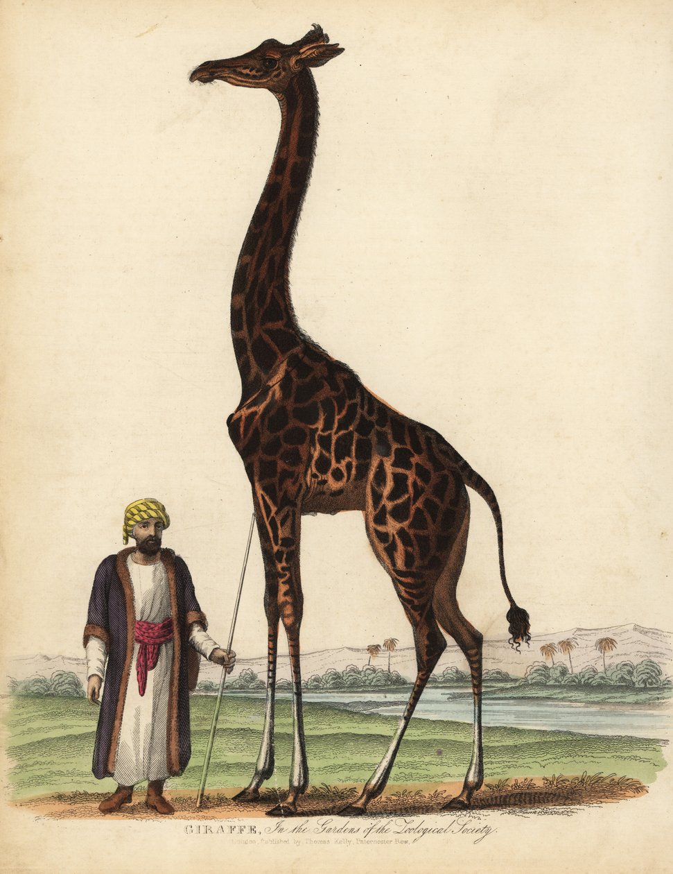 Giraffa, Giraffa camelopardalis da William Smellie