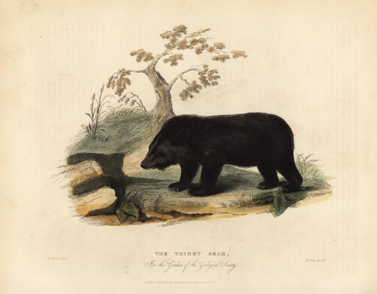Orso nero himalayano, Ursus thibetanus laniger da William Smellie