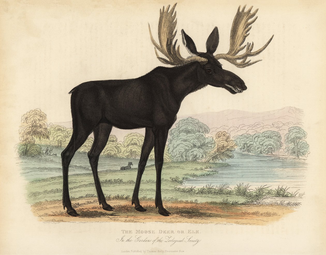Alce, Alces alces da William Smellie