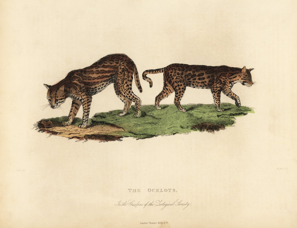 Ocelot, Leopardus pardalis da William Smellie