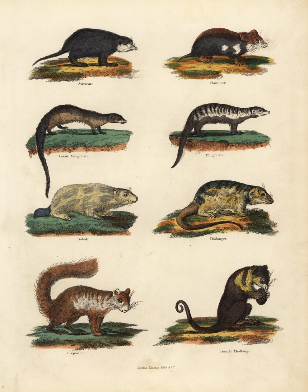 Specie di roditori da William Smellie
