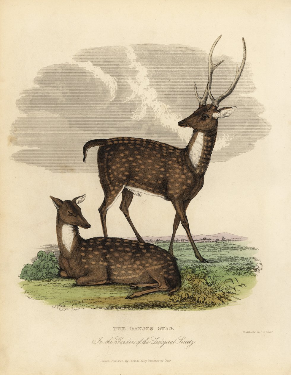 Cervo delle paludi o barasingha, Rucervus duvaucelii da William Smellie