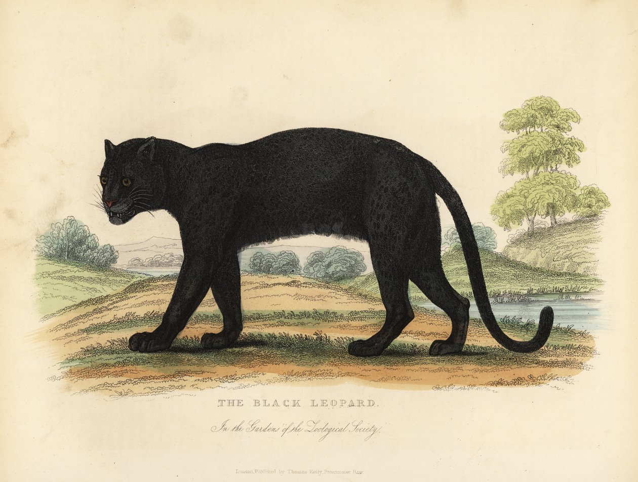 Il Leopardo Nero, Panthera pardus da William Smellie