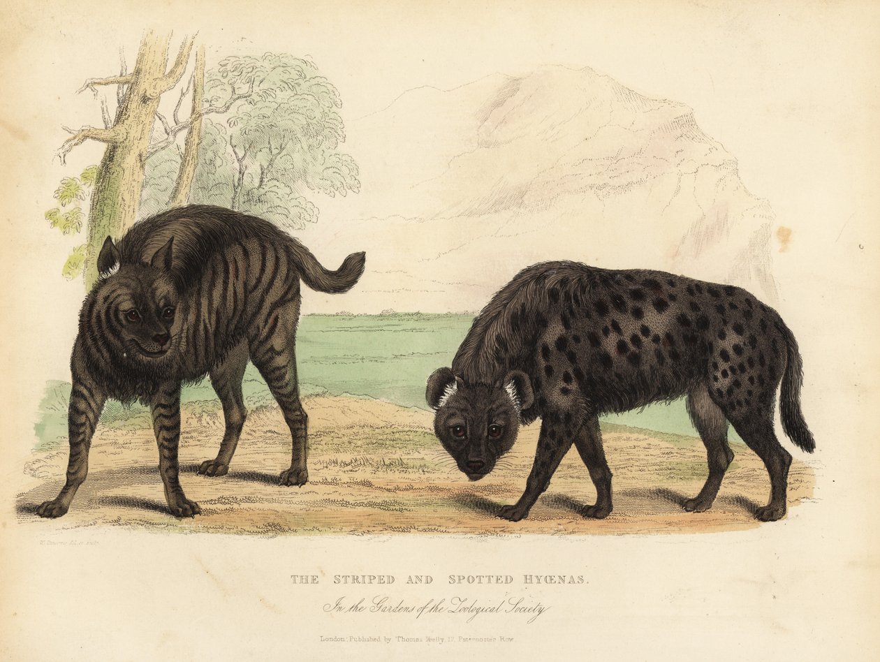 La Iena Striata e la Iena Maculata da William Smellie