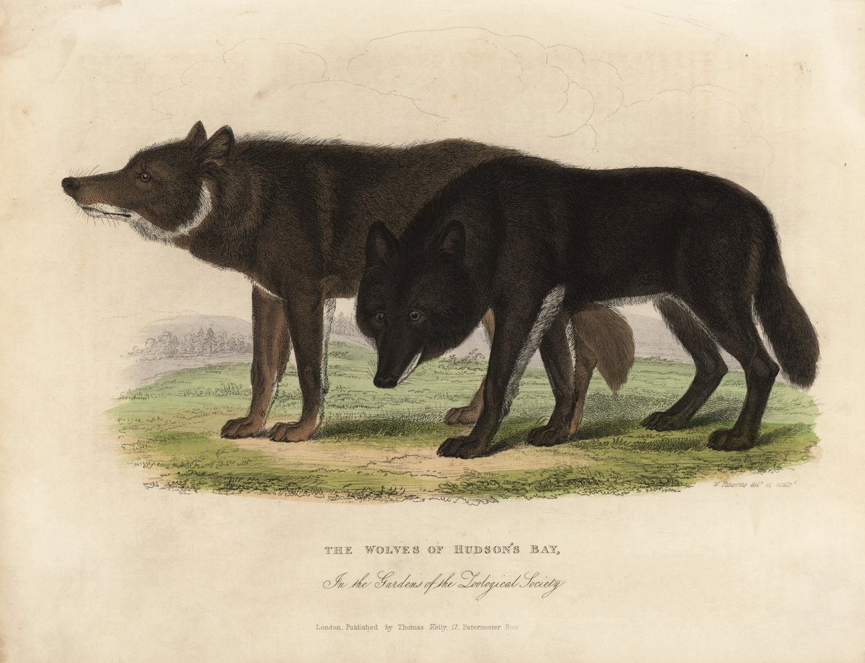 Lupi della Baia di Hudson, Canis lupus da William Smellie