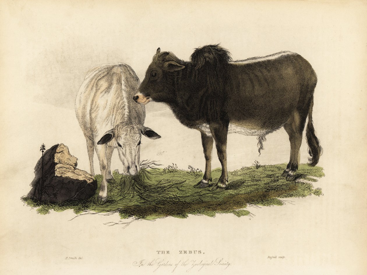 Zebu, Bos primigenius indicus da William Smellie