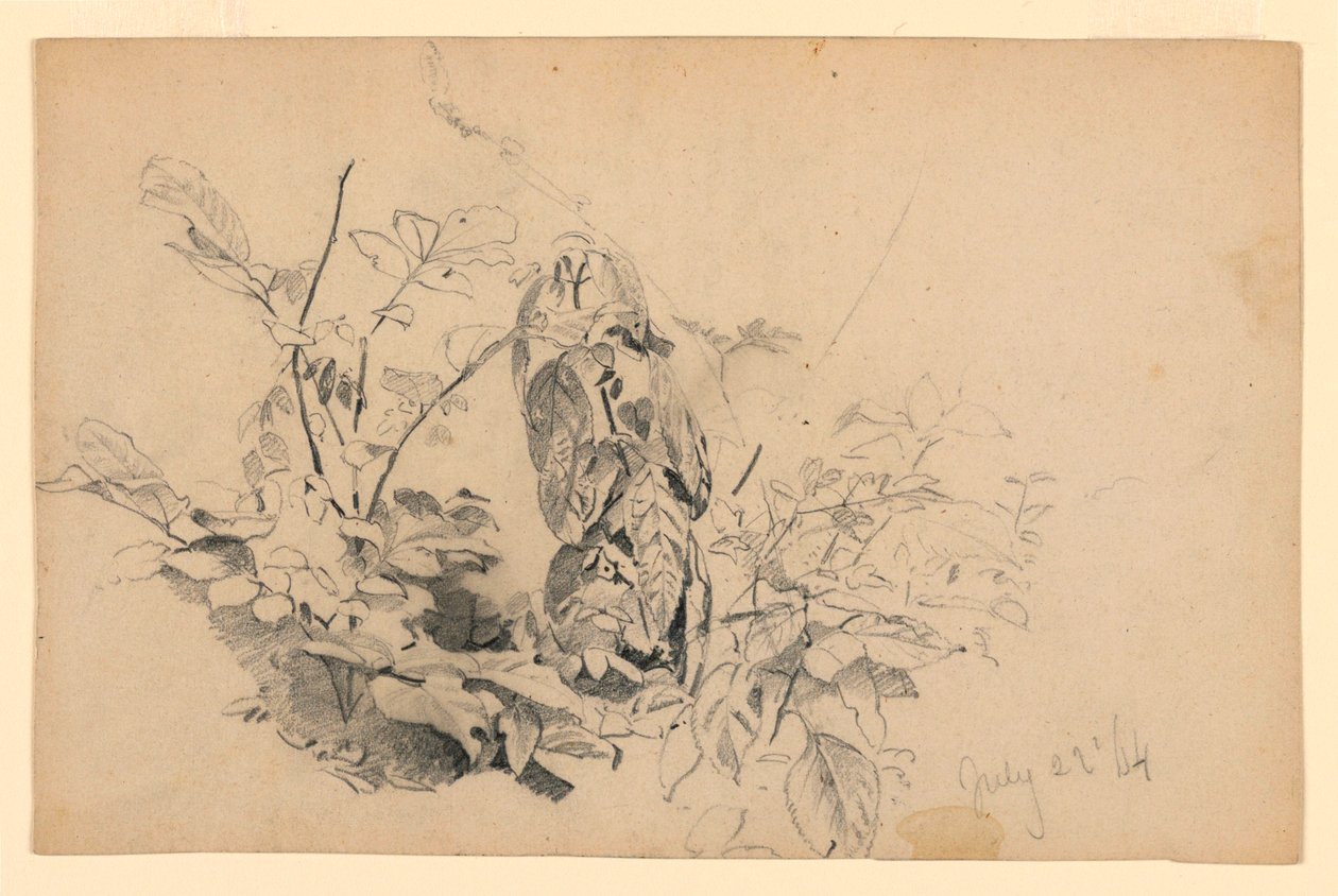 Studio di fogliame da William Trost Richards
