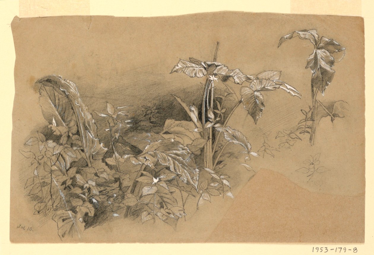 Studio di fogliame da William Trost Richards