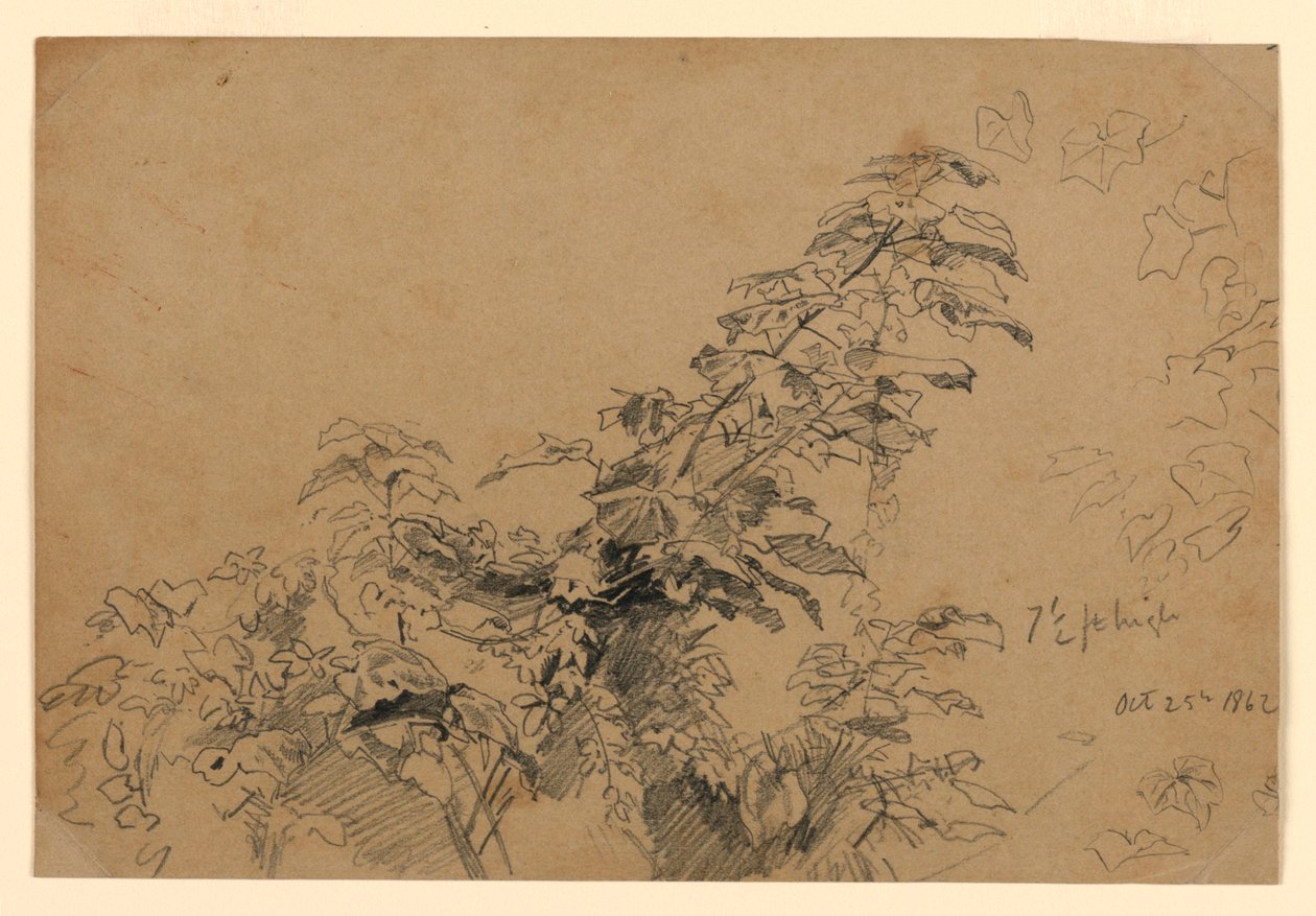 Studio di fogliame da William Trost Richards