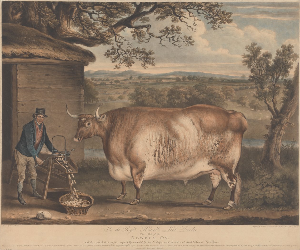 Il bue di Newbus da William Ward