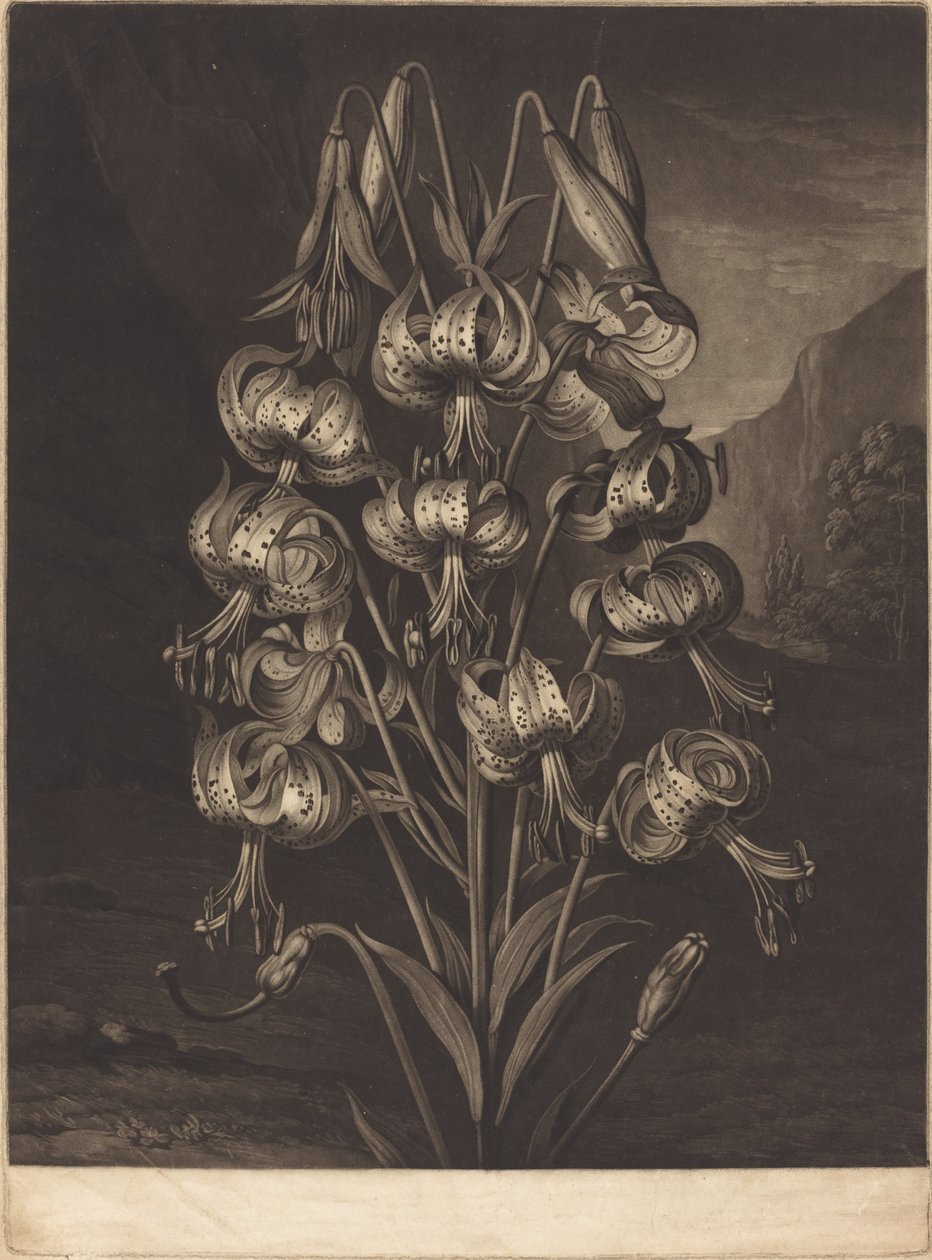 Il superbo giglio da William Ward after Philip Reinagle