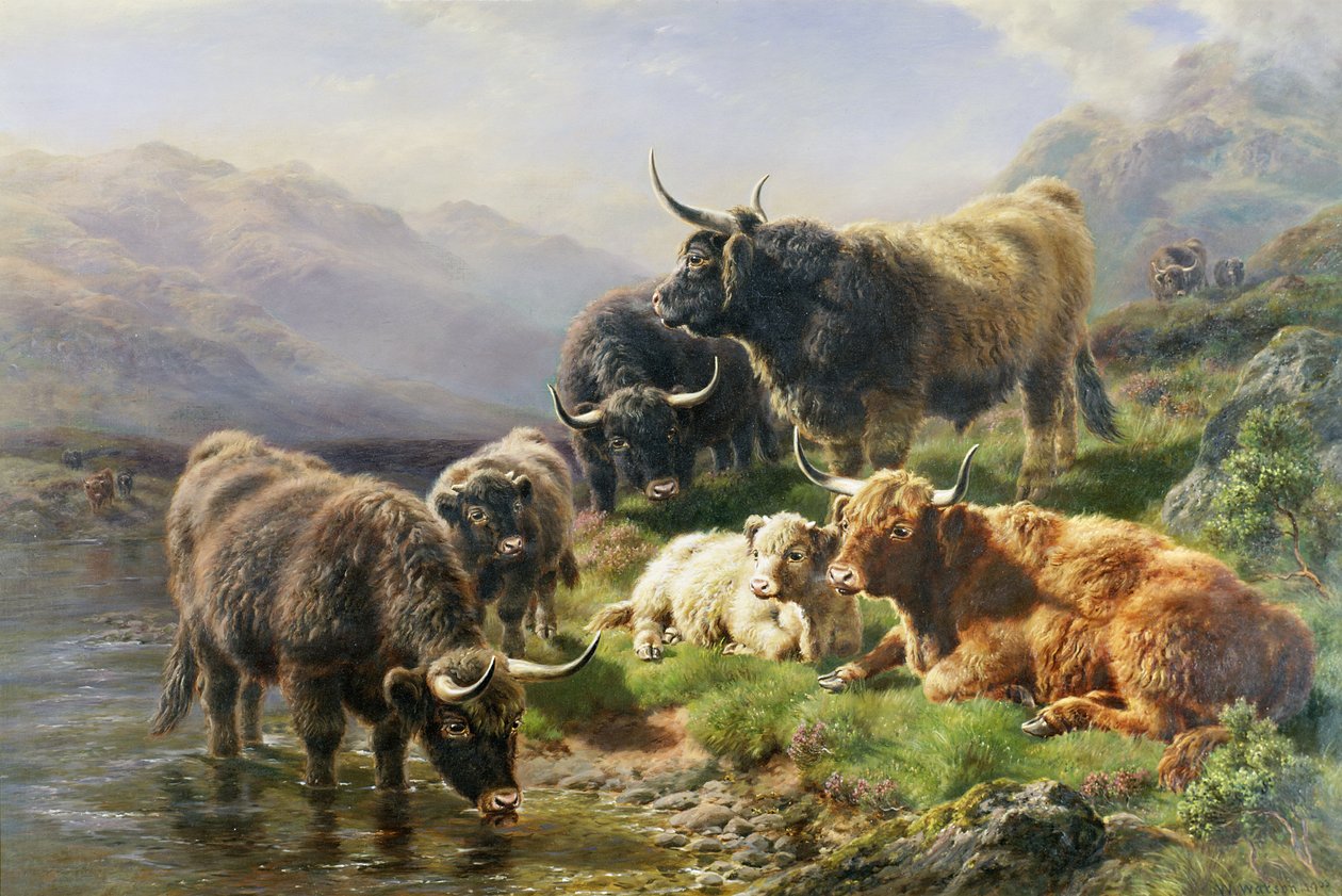 Bovini delle Highlands da William Watson
