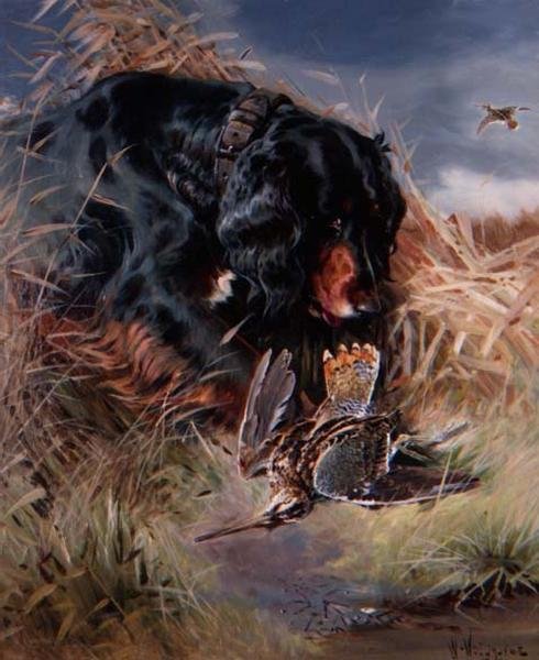 Setter Gordon tra le canne da William Woodhouse