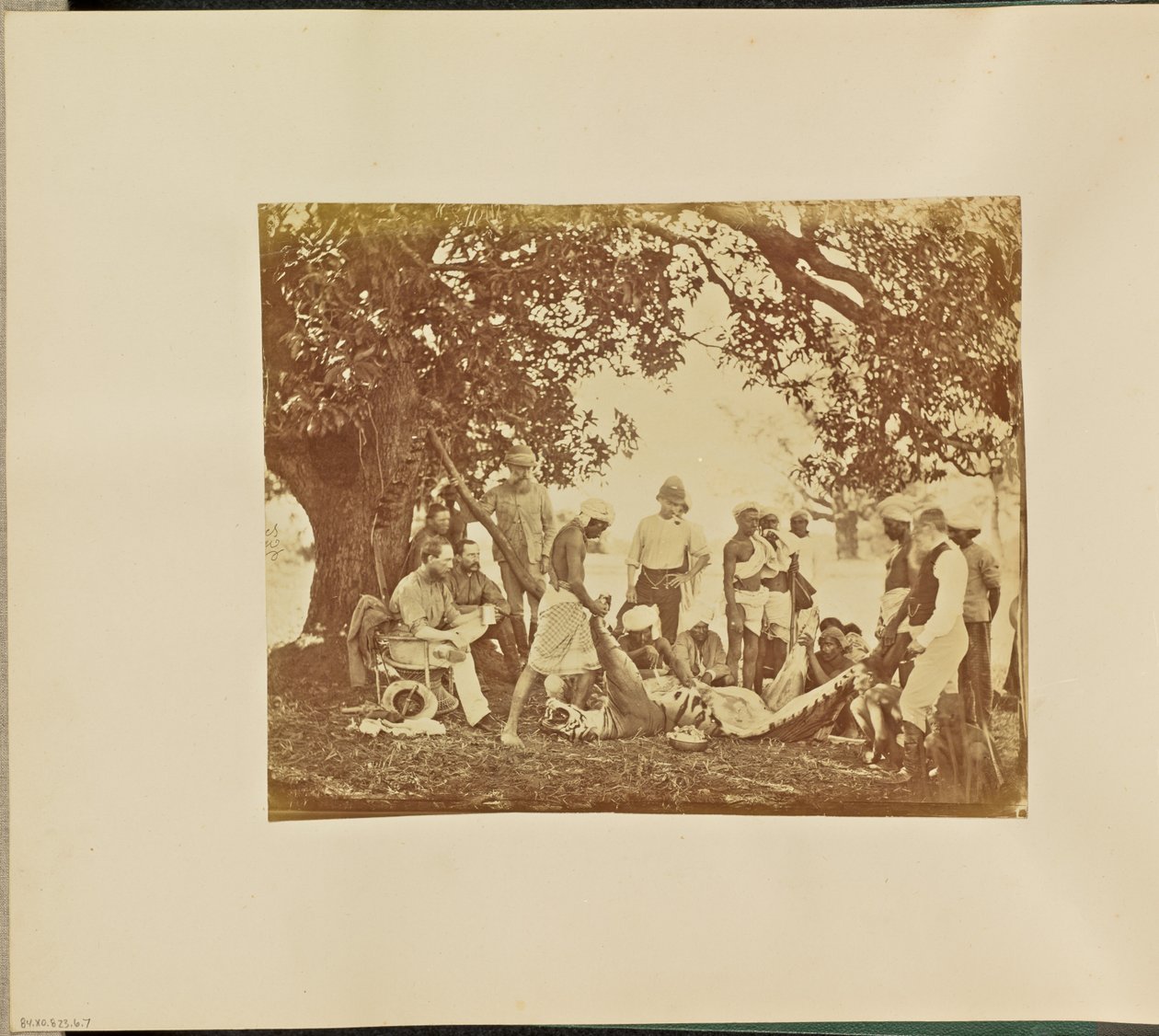 [Carcassa di tigre] da Willoughby Wallace Hooper