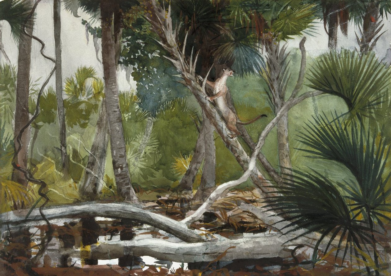 Nella giungla, Florida da Winslow Homer