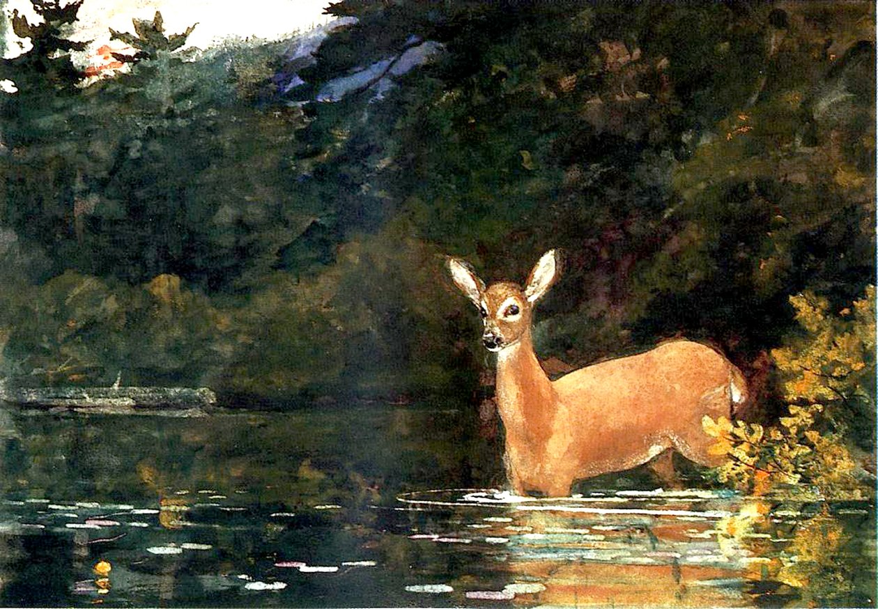 Una cerva, 1889 da Winslow Homer