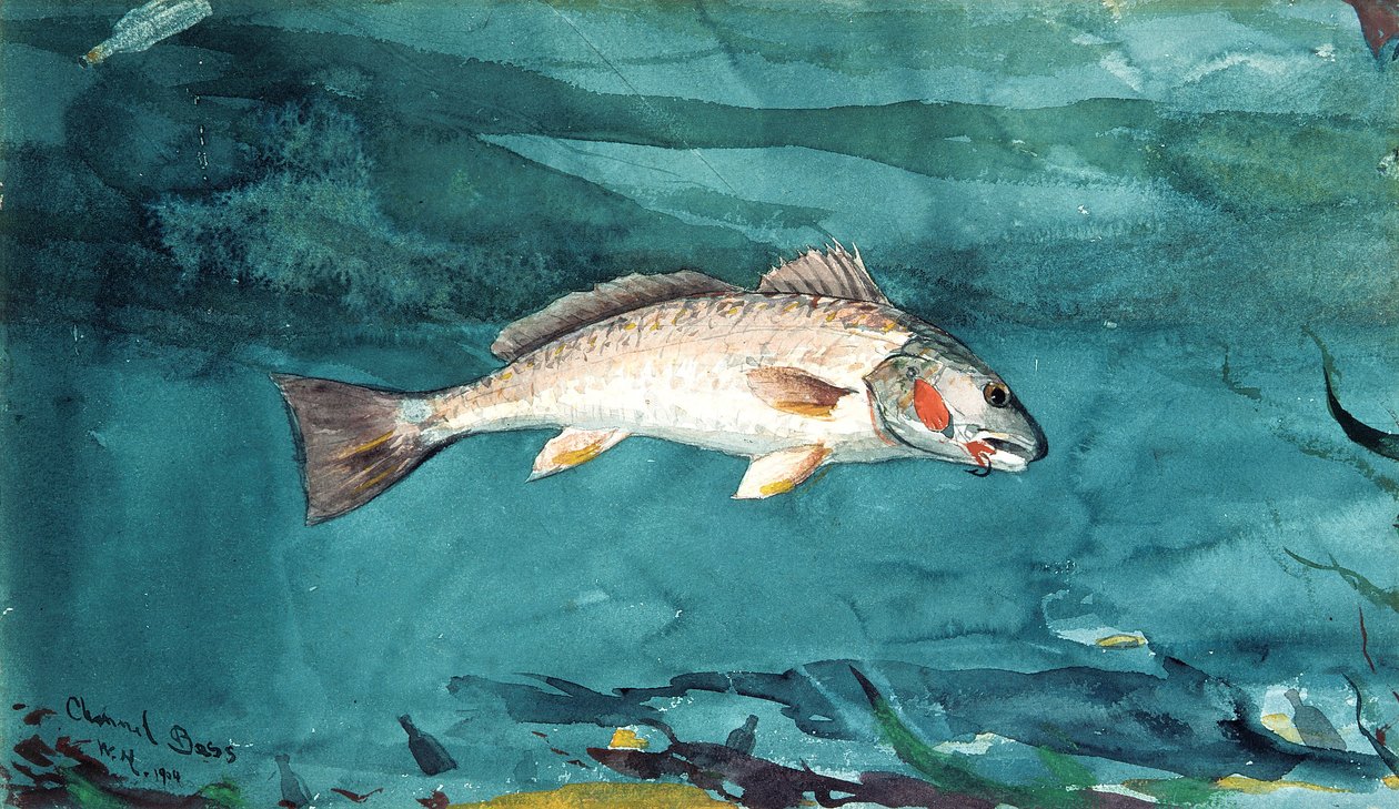 Spigola da Winslow Homer