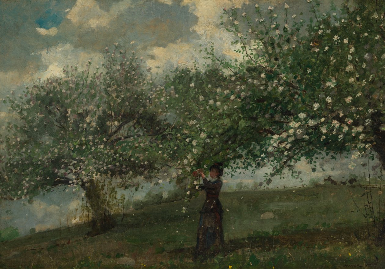 Ragazza che raccoglie fiori di melo da Winslow Homer