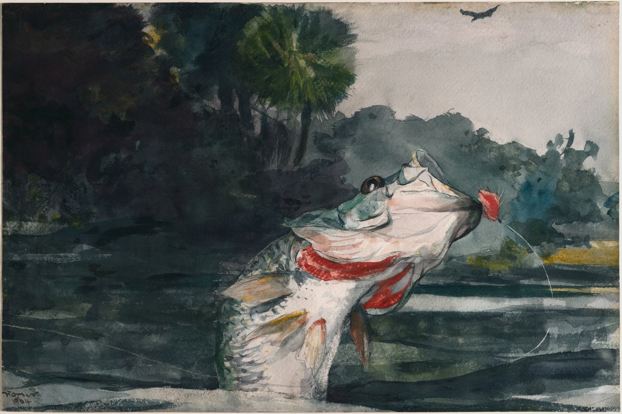 Spigola nera a grandezza naturale da Winslow Homer