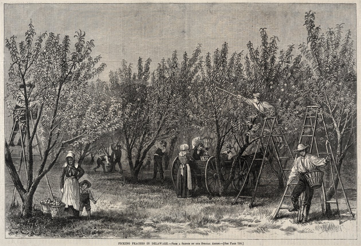 Raccolta di pesche in Delaware da Winslow Homer