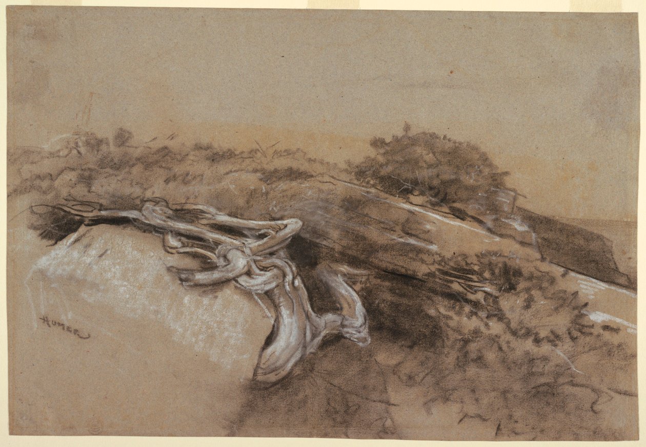 Studio di radici di alberi, Prout