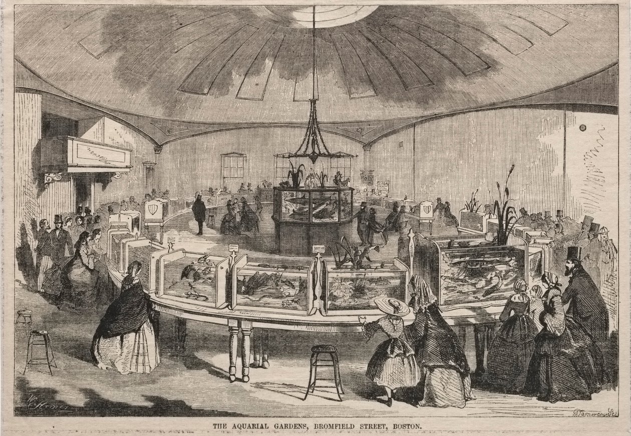 I Giardini Acquariali, Bromfield Street, Boston da Winslow Homer