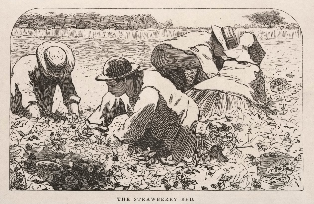 Il letto di fragole, 1868 da Winslow Homer