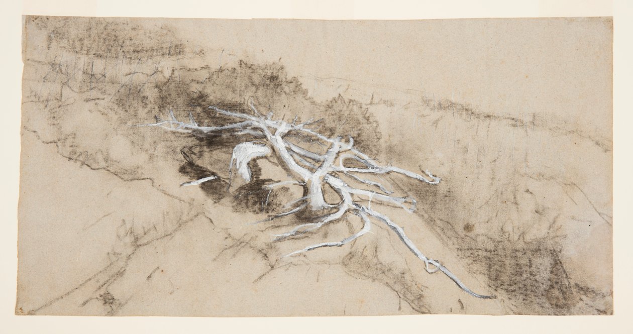 Radici di alberi su una collina, Prout