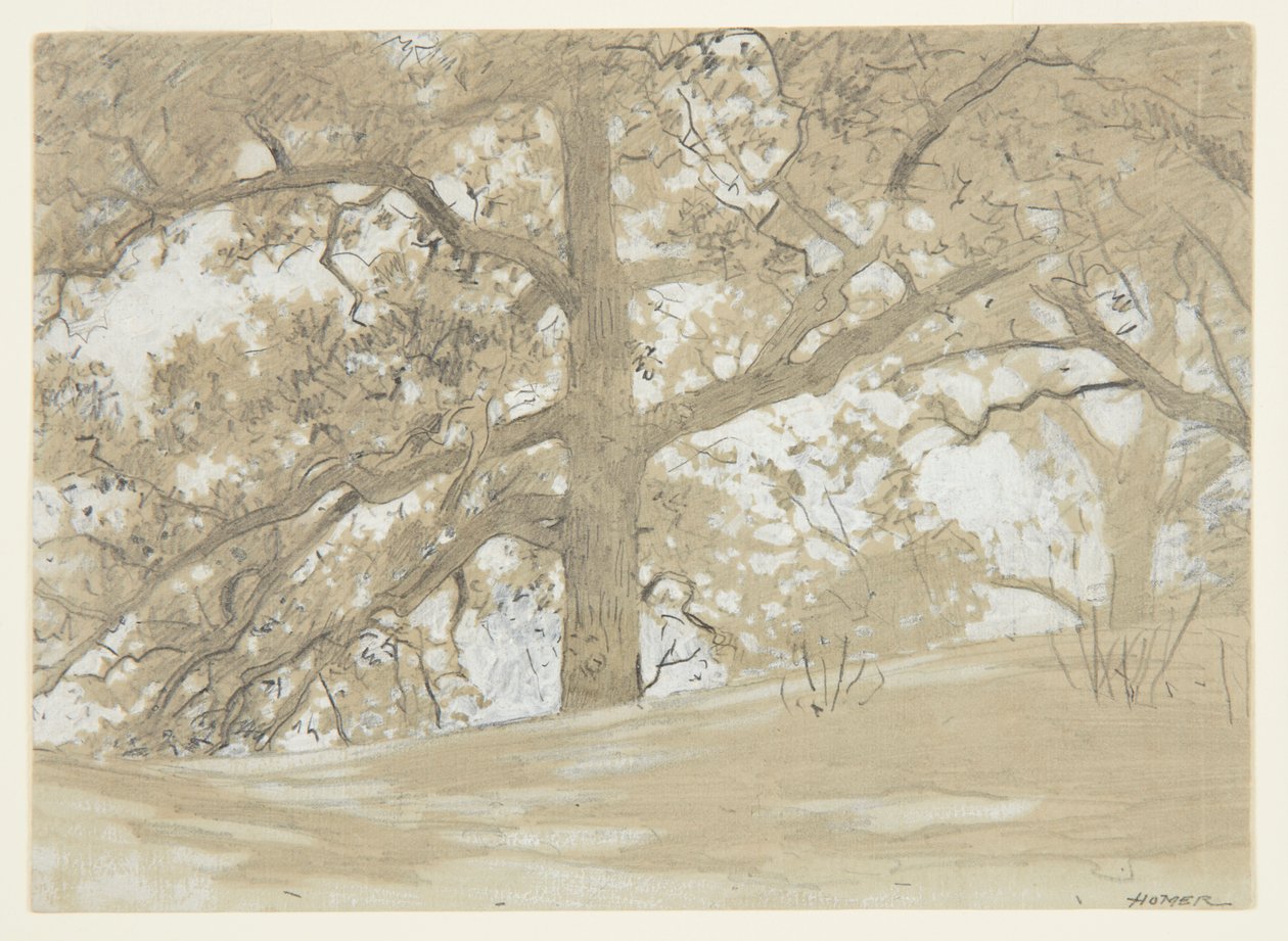 Waverly Oaks da Winslow Homer