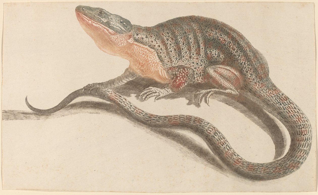Lucertola da Workshop of Johann Teyler