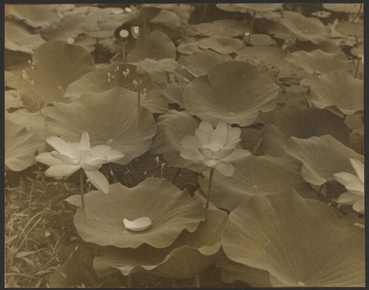 [Lotus]. da Yasuo Kuniyoshi
