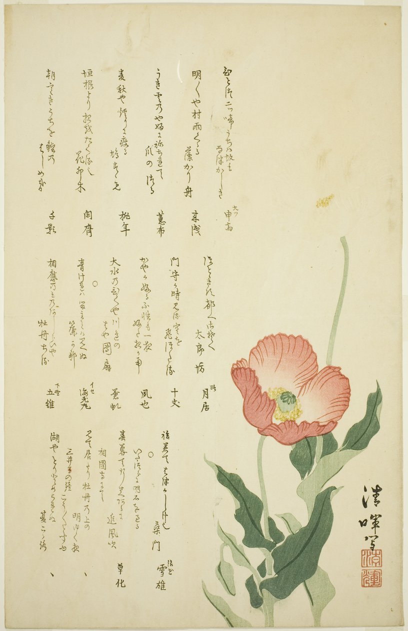 Due Papaveri da Yokoyama Seiki