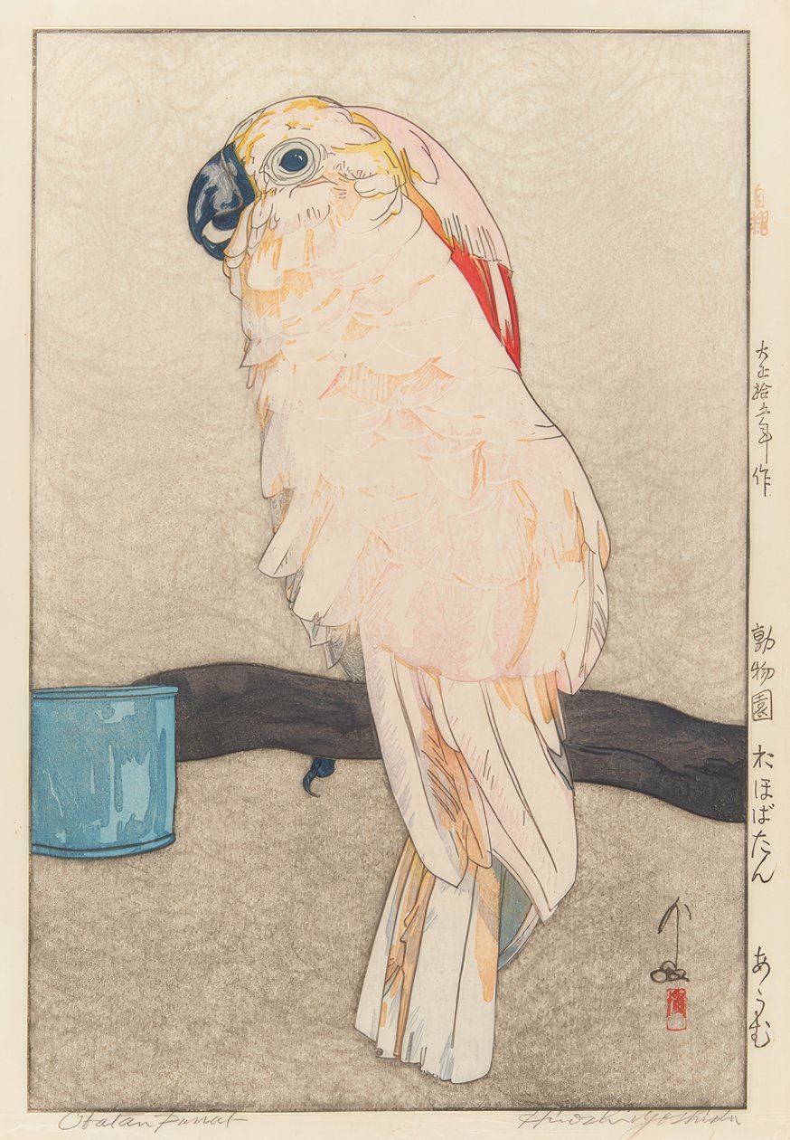 Pappagallo Obatan da Yoshida Hiroshi